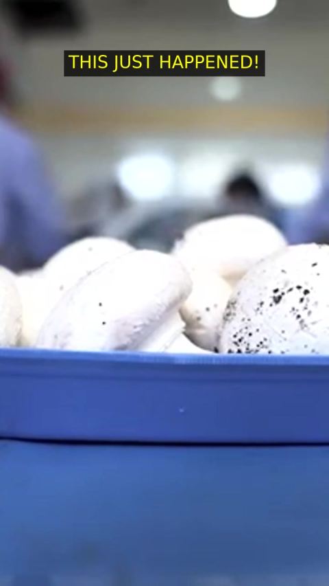 🔥 EDIBLE MUSHROOMS- THE POWER OF MUSHROOMS