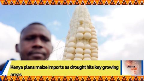 Kenya plans maize imports as drought hits key growing areas