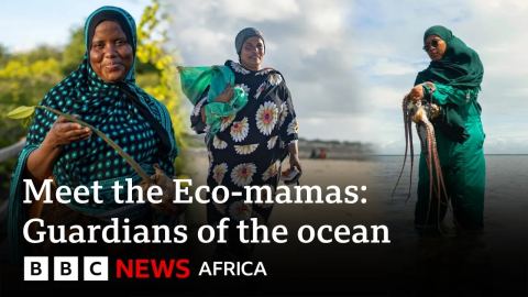 The women reviving Kenya’s vanishing coastal ecosystems - BBC Africa