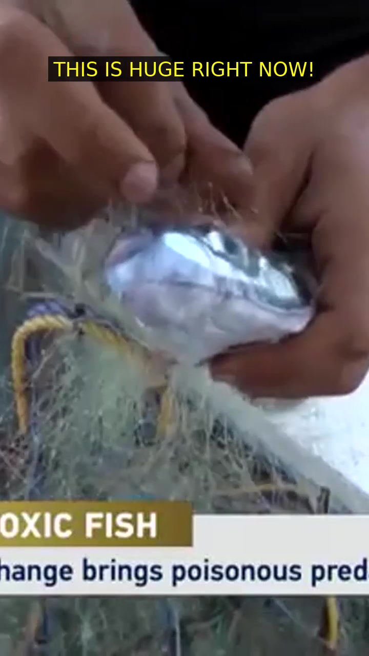 🔥 Invasive fish threaten Libya’s fishing i
