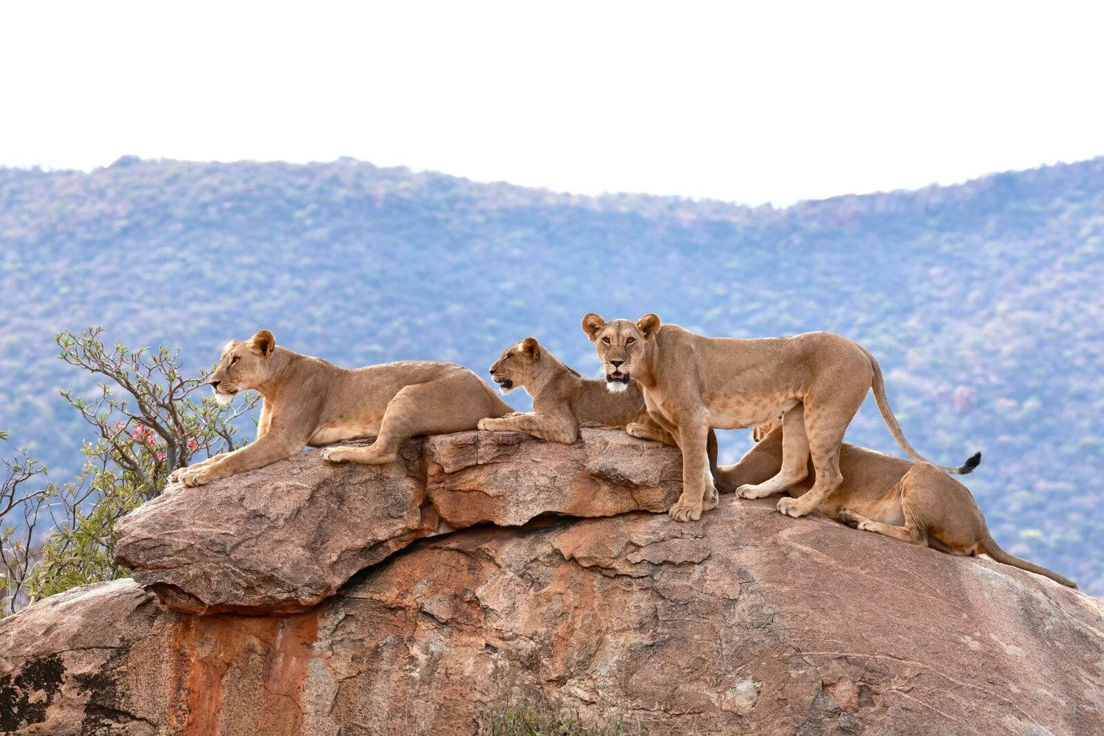 Samburu warriors turn from lion hunters to protectors as Pride of Samburu premieres in Nairobi