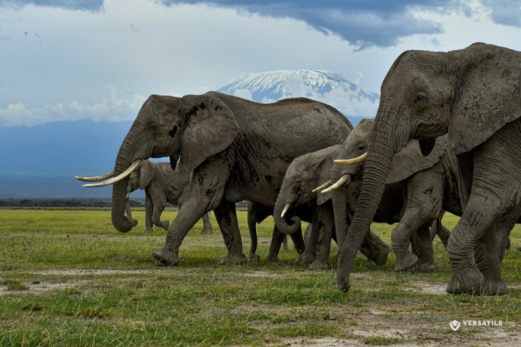 Wild Africa Series Spotlights Elephant, Dolphin and Pangolin Conservation