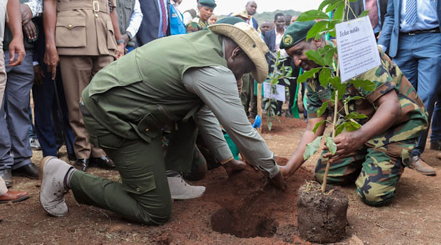 Kenya targets 17.24 million trees as Ruto leads Mazingira day drive