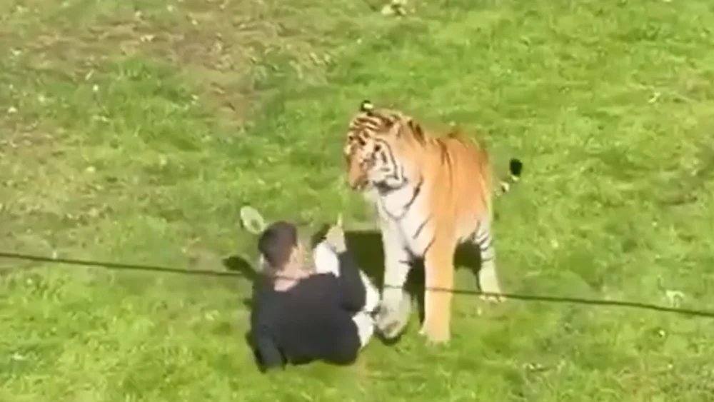 Tiger attacks, kills man at UK zoo