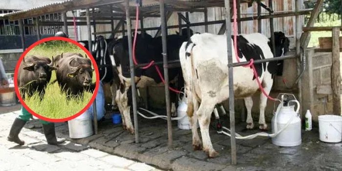 Farmers Issue Demands to Govt Amid Buffalo Domestication Plans