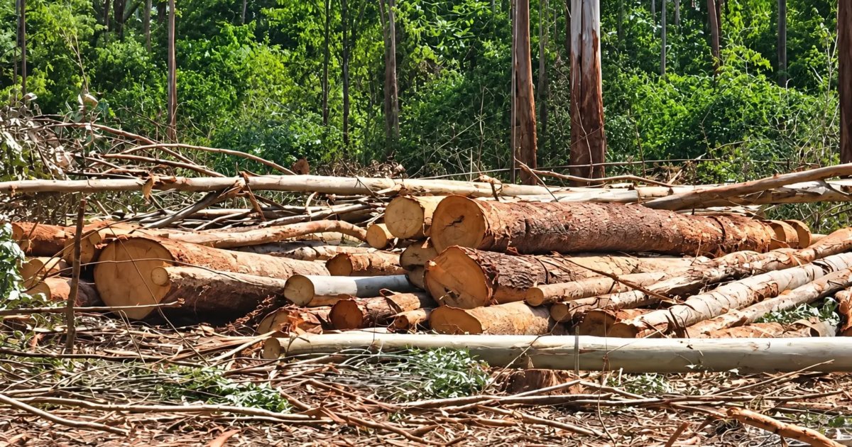 Court halts Aberdare forest logging regardless of licence status