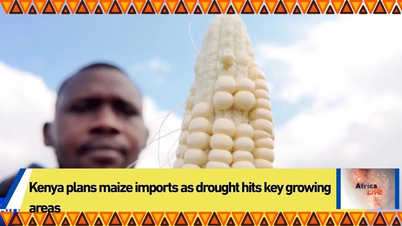 Kenya plans maize imports as drought hits key growing areas