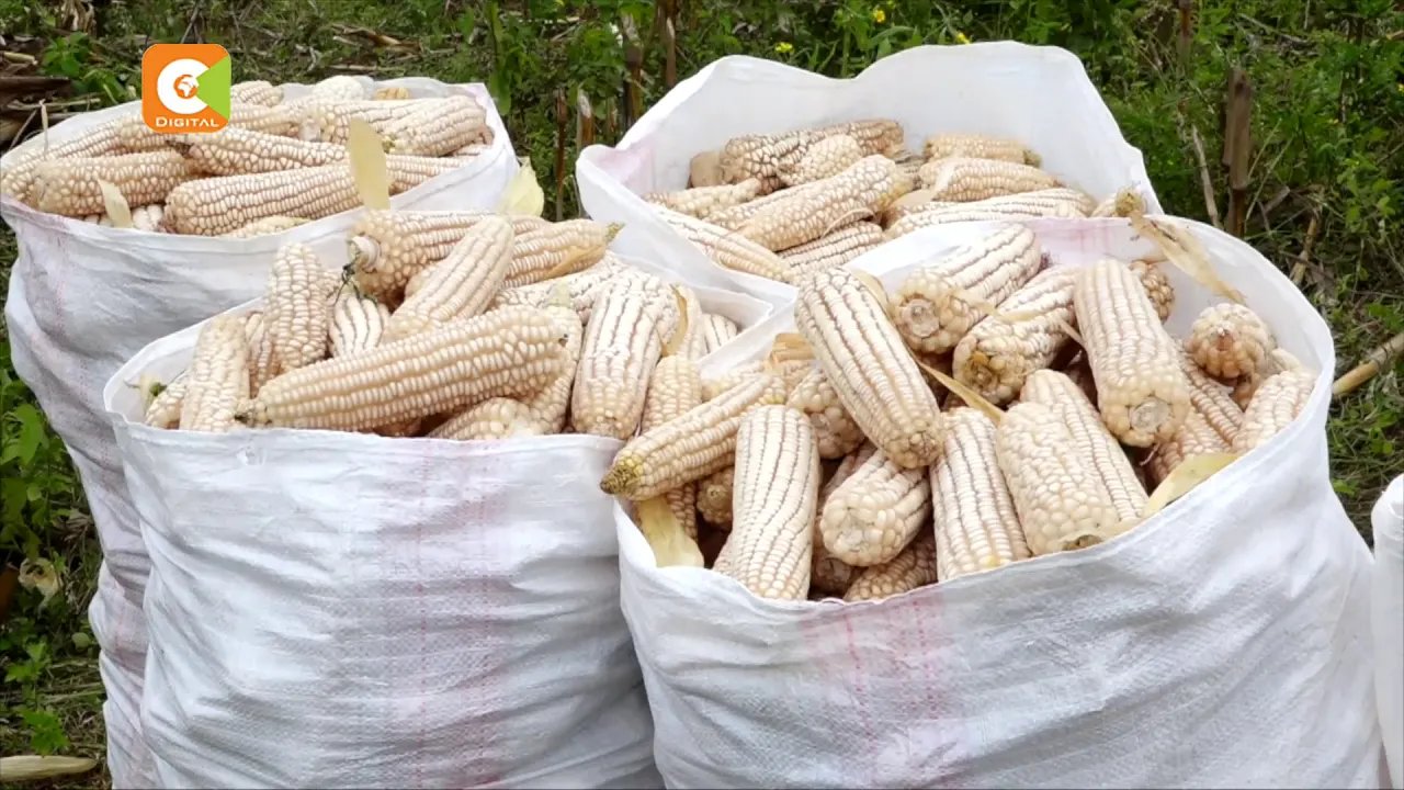Maize fund scam beneficiaries
