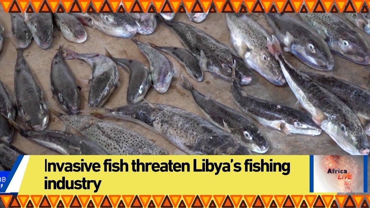 Invasive fish threaten Libya’s fishing industry