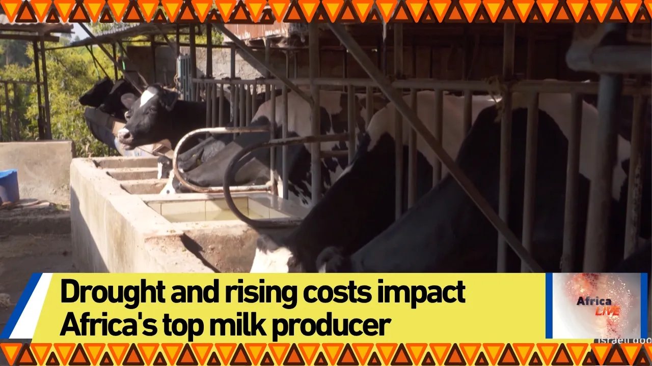 Drought and rising costs impact Africa's top milk producer